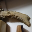 Le brunissoir en corne d'animal à corne