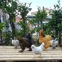 Poulailler en planches de récupération