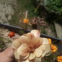 Une fleur a poussée dans la nuit !!