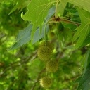 feuille et fruit (akène)