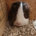 Cage à cochon d'inde