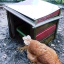 Abreuvoir à poules semi-autonome