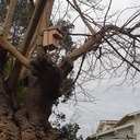 Nichoirs type Hulotte