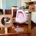 Le "Chat'O" des Plaisirs...une salle de gym pour chat