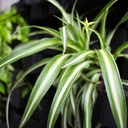 Décoration murale vivante