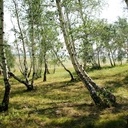 Détox écolo-bio cure de bien-être à la sève de bouleau