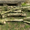 Lot de Buis de pays Grumes de 5 à 20 cm