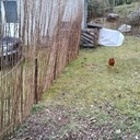 Un nouvel enclos pour les poules