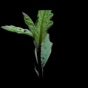 Croissance d'un chêne