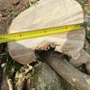 Lot de Buis de pays Grumes de 5 à 20 cm