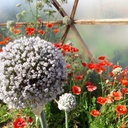 la nature - poireau en fleur et son abeille