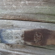La planche du ciseau