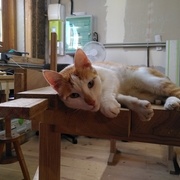 Il y a toujours au moins un chat dans l'atelier