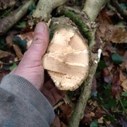 Il a l'air assez dense en plus