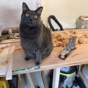 Un assistant (qui n’est pas forcément d’une grande aide)