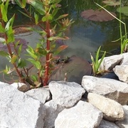 Grenouille sur feuille de nénuphar