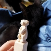 Suricate face avant avec son prédateur qui cherche plutôt des ronrons