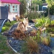 3 des 4 chats qui passent leur temps à y boire