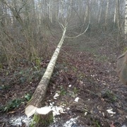 Le bouleau au sol avant 11h du matin.