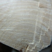 Coupe transversale, frêne