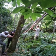 Abattage d'arbres pour le festival !