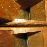 Chêne vert. Cormier.