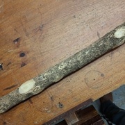 La branche dhybiscus