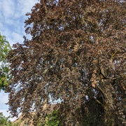 L'Air du Bois