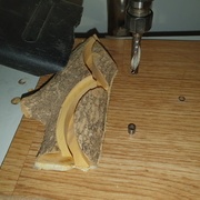 Branche coupée en deux, collée au double face