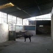 avec le chien !