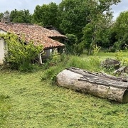 Tronc de peuplier
