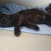 Mon assistante qui attend ses petits !