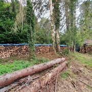 Toutes les têtes, petites grumes et branches nous chaufferons les prochains hivers