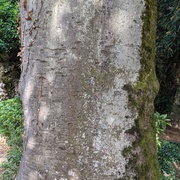 L'Air du Bois