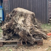 Débit d'une souche de noyer