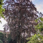 L'Air du Bois