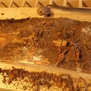 on enlève la croute du pin !