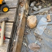 Champignons sur les traverses
