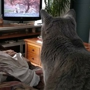 pendant ce temps là certaine regarde leur série
