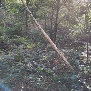 Le bouleau penché qui a retenu notre attention.