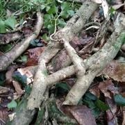 Le lierre a des formes intéressantes pour la sculpture