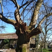 de beaux arbres également ! celui ci me fascine!