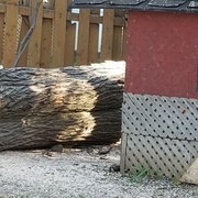 Le tronc, a côté de la cabane du voisin, pour les dimensions