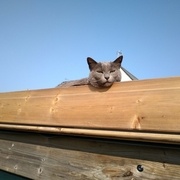 sous surveillance !