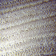 Coupe transversale châtaignier