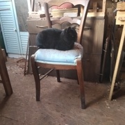 une photo de chat pour augmenter les vues!