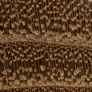 Faux acacia: anneaux de croissance bien marqués