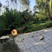 Arbre collé à la maison qui devenait gênant