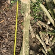 Lot de Buis de pays Grumes de 5 à 20 cm