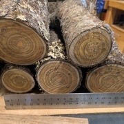 SUMAC DE VIRGINIE 2016